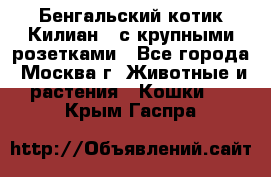 Бенгальский котик Килиан , с крупными розетками - Все города, Москва г. Животные и растения » Кошки   . Крым,Гаспра